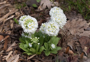 Blooming primrose small-toothed white in early spring