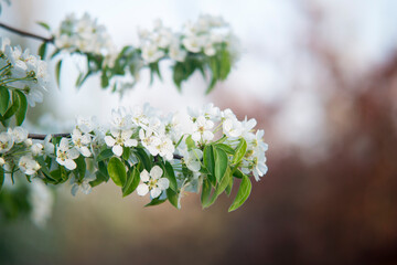 spring flowers in the garden
