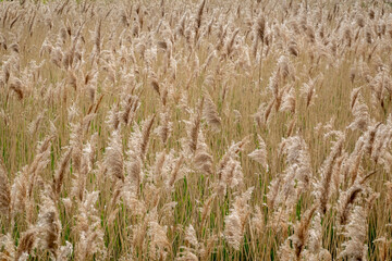Field of Reeds. Delicate Reeds Bathed in the Light of a Sunny Day. Flowering Decorative Grass.  Sunny Water Grass Field. Decorative Grass Moved by the Wind.	
