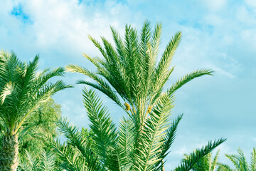green date palm leaf Phoenix dactylifera, minimalist tropical background, Tropical paradise,...
