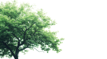 a tree on a white background