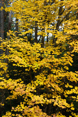 Autumn foliage - 784563694