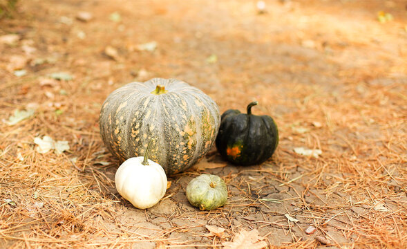 Pile of many green pumpkins of various sizes laying on ground in autumn season