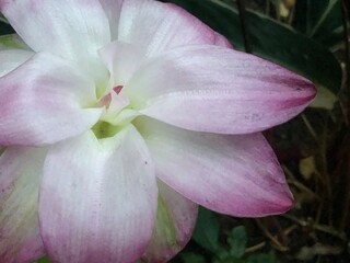 Fototapeta na wymiar pink and white magnolia