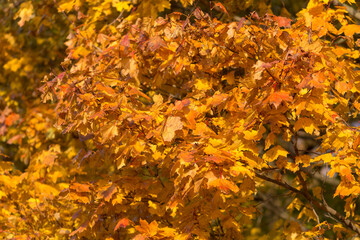 maple branches with bright foliage