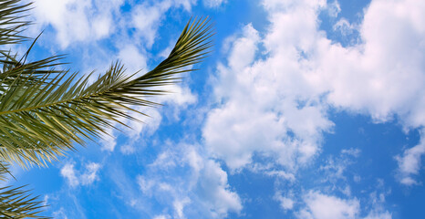 blue sky with clouds over exotic palm leaves, tropical African date palm Phoenix dactylifera,...