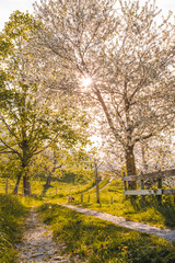 Spring cherry tree path