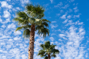 tropical tall African Sabal fan palms gracefully sways against blue sky, natural beauty tropics,...