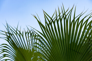 close-up dense leaves tropical leaf African Sabal fan palm tree swaying in wind, background deciduous palm tree on blue sky, concept transcendence, infinity, banner for design