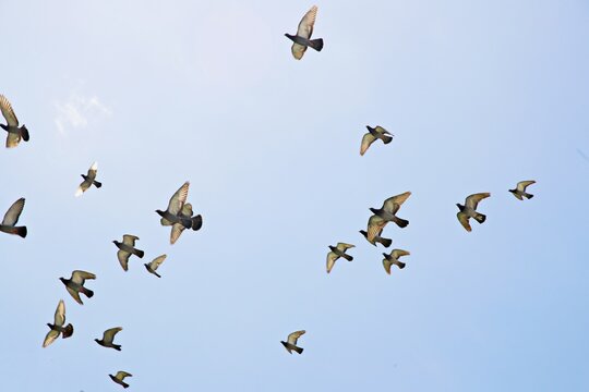 Taubenschwarm im Flug
