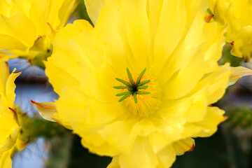 A beautiful blooming flower of a Echinocereus subinermis Cactus plant is a burst of yellow colour