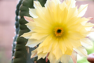 A beautiful blooming Echinocereus subinermis Cactus plant with its open yellow flower, a burst of colour
