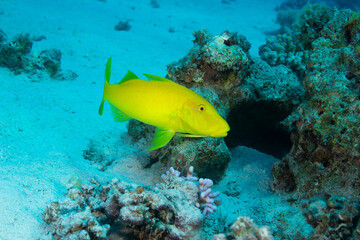 Fototapeta na wymiar Yellow fish swimming in blue water