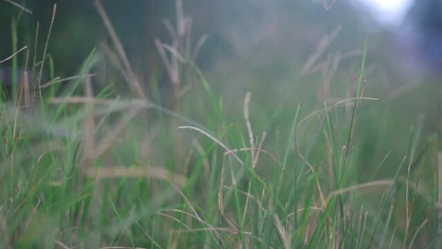 Cyperus rotundus L. Delicate blades of grass sway slowly in the gentle breeze, set against a blurred backdrop. The scene is illuminated by a beautiful backlight flare, adding a warm and dreamy quality