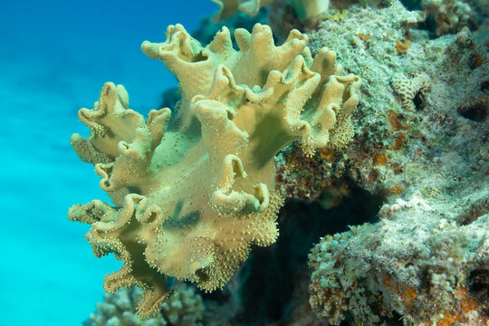 Sacrophyton coral on a reef