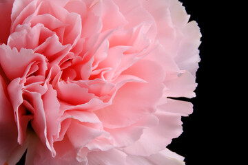 Abstract background with aster flower closeup.
