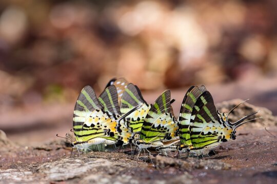Beautiful colorful butterflies Five-bar swordtail
