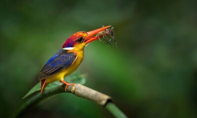 Birds with beautiful colors in nature Oriental Dwarf Kingfisher
