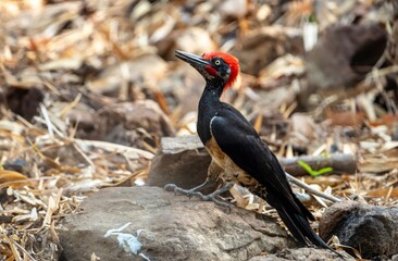 A black bird with a red beak and a red head is standing on a rock (Tristram's woodpecker)