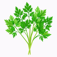 Parsley of dill-