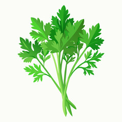 Parsley of dill-