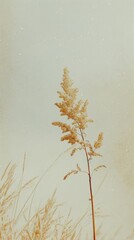 Single White Flower on Cement Wall