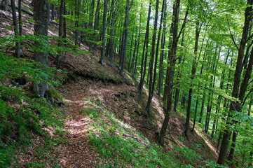 Hiking trail in a forest of Mount Rodopi in Thrace, Greece in spring. - 784569684