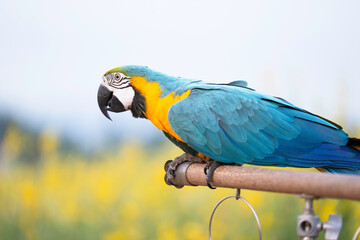 blue and yellow macaw standing on aluminum rod