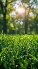 Sun Shines Through Trees in Grass