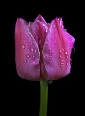 pink tulip in dew drops isolated on black