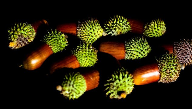 photos of wild fruits, ripe acorns.
