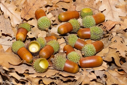 photos of wild fruits, ripe acorns.