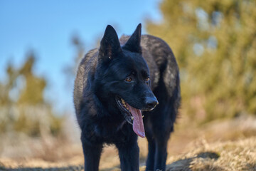 Beautiful black male German Shepherd dog on a sunny spring afternoon in a meadow in Skaraborg Sweden