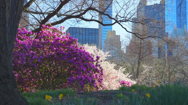 NEW YORK, NEW YORK USA &ndash; APRIL 7, 2024: Spring blossoms bloom which are Azalea, Magnolia and Yoshino Cherry in Central Park beside the Midtown Manhattan skyscraper in New York City. 