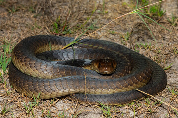 Closeup of a deadly adult Anchieta’s Cobra (Naja anchietae) in the wild