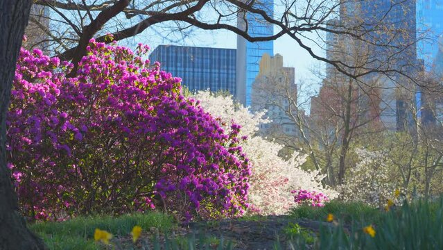 NEW YORK, NEW YORK USA &ndash; APRIL 7, 2024: Spring blossoms bloom which are Azalea, Magnolia and Yoshino Cherry in Central Park beside the Midtown Manhattan skyscraper in New York City. A squirrel stands 