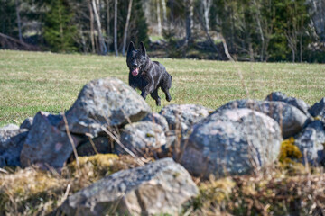 Obraz na płótnie Canvas Beautiful black male German Shepherd dog on a sunny spring afternoon in a meadow in Skaraborg Sweden