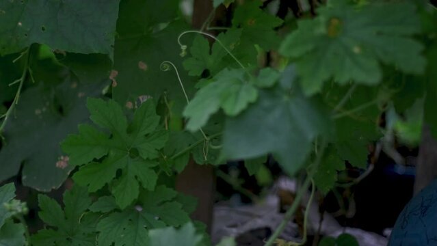 Momordica charantia L. A climbing bitter gourd plant moves and sways as the wind blows through it. The natural motion captures the resilience and flexibility of the plant as it grows, reflecting.
