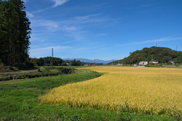 Obraz premium 日本米の稲穂