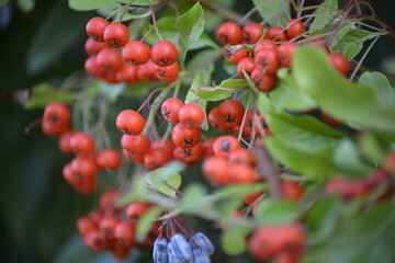 Leuchtend rote Beeren-Herbstliche Farbenpracht am Zweig