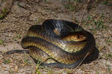 Closeup of a deadly adult Anchieta’s Cobra (Naja anchietae) in the wild