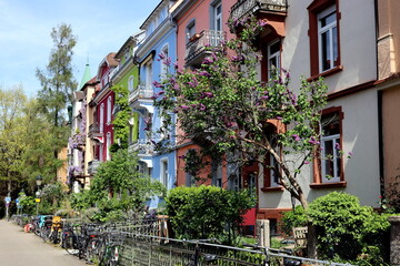 Gießenstraße in Freiburg im Frühling - 784575051