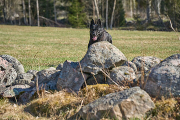 Beautiful black male German Shepherd dog on a sunny spring afternoon in a meadow in Skaraborg Sweden