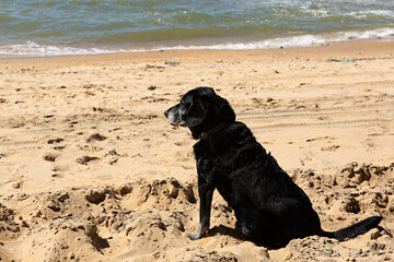 Perro negro sentado en la playa.