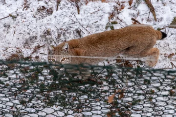 Fotobehang A majestic Eurasian lynx standing alert in the snow behind a wooden fence © Vinic_