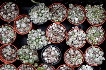 top view of a tray of succulent plants in plant pots