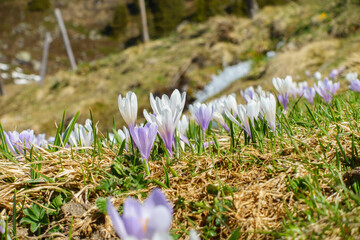 Blumenwiese mit Krokus in der Frühlingszeit