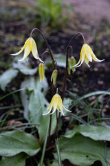 Close up of yellow erythronium flowers in spring
