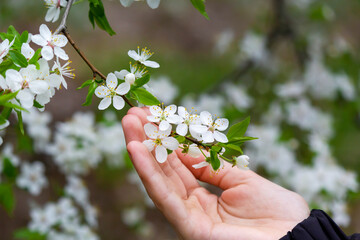 A white apple tree with many small flowers in the hand of a child, holding a branch of a flower.