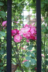 Naklejka na ściany i meble pink flower in a garden